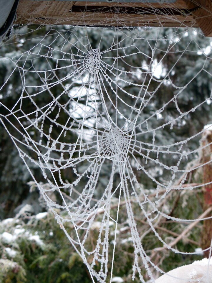 Hoarfrost frost nature