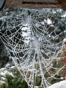 Hoarfrost frost nature