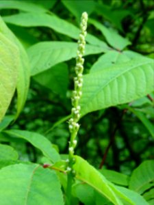 Inflorescence dressée du Marronnier nain ou Pavier blanc, … 