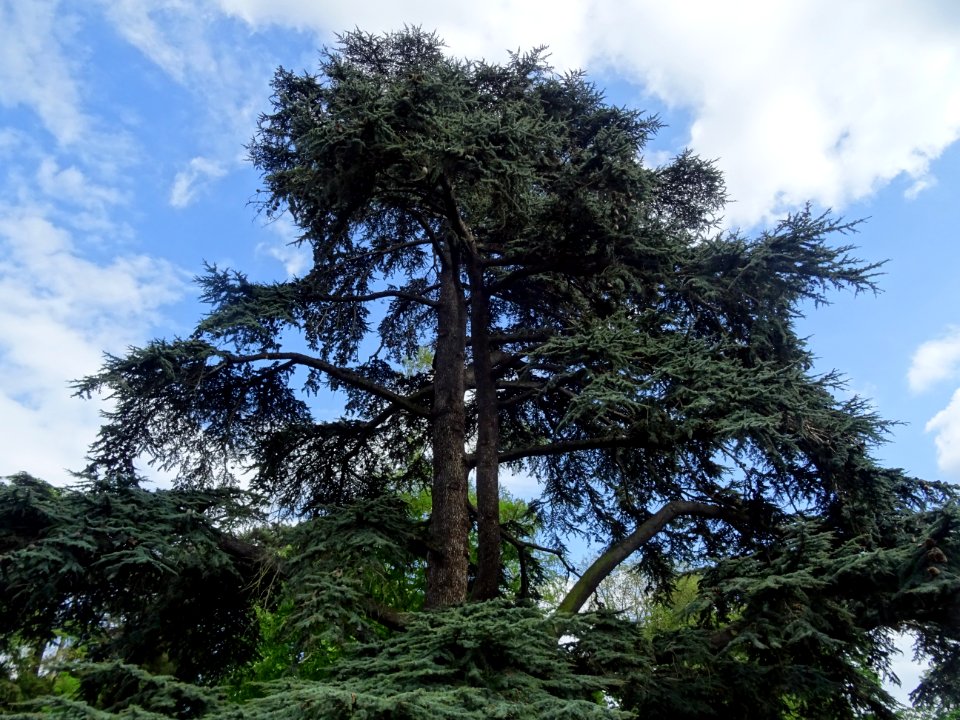 Cèdre du Liban, Cedrus libani, Pinacées 