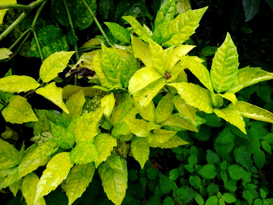 Feuilles de l'Aucuba du Japon, Aucuba japonica, Cornacées 
