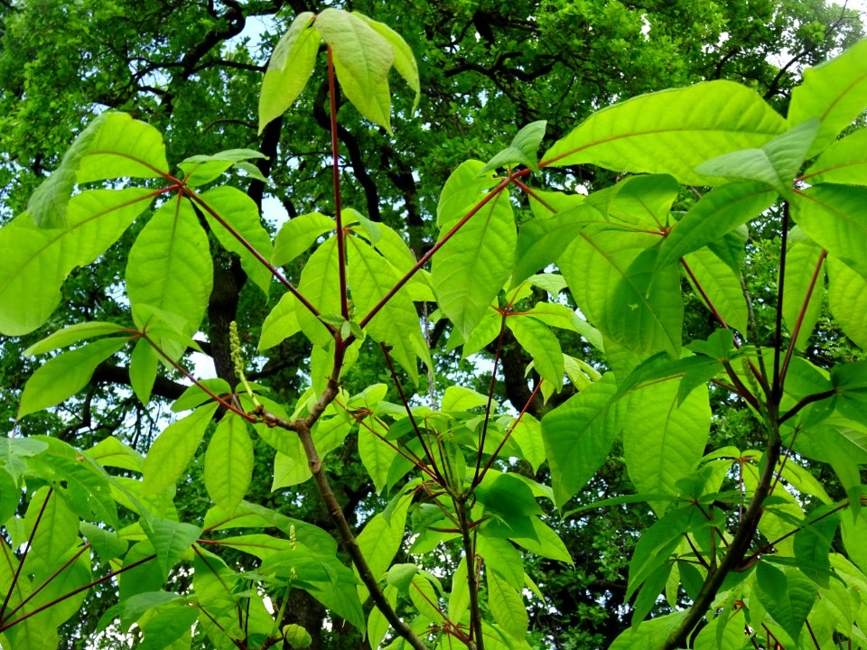 Feuilles du Marronnier nain ou Pavier blanc, Aesculus parv… 