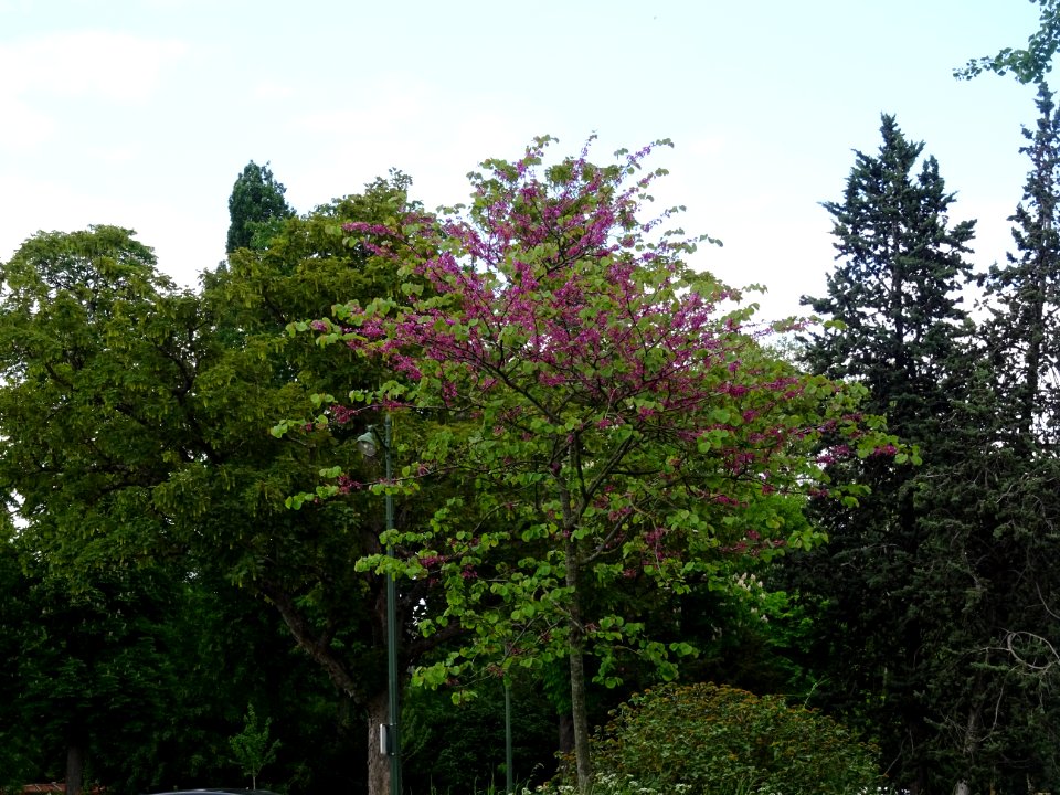 Arbre de Judée, Cercis siliquastrum, Césalpinacées 