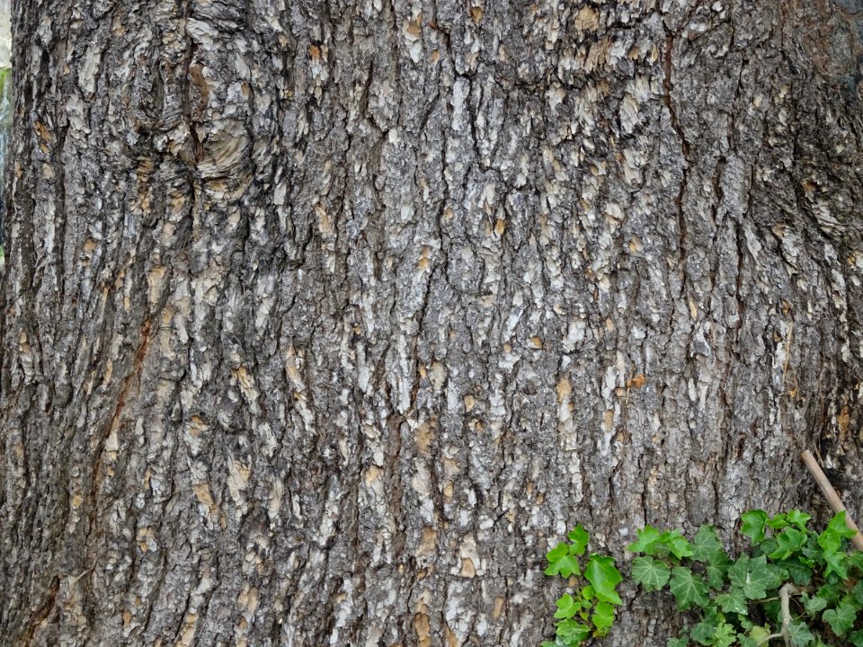 Ecorce du Cèdre du Liban, Cedrus libani, Pinacées 