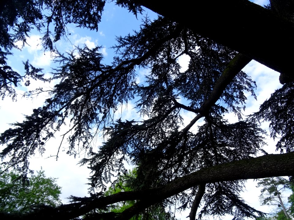 Branches du Cèdre du Liban, Cedrus libani, Pinacées 