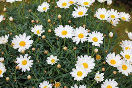 Plant petal floral