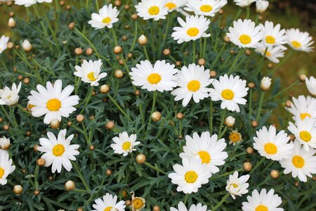 Plant petal floral photo