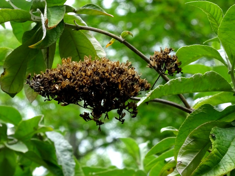 Arbre aux papillons ou Buddleia de David, Buddleja davidii… 