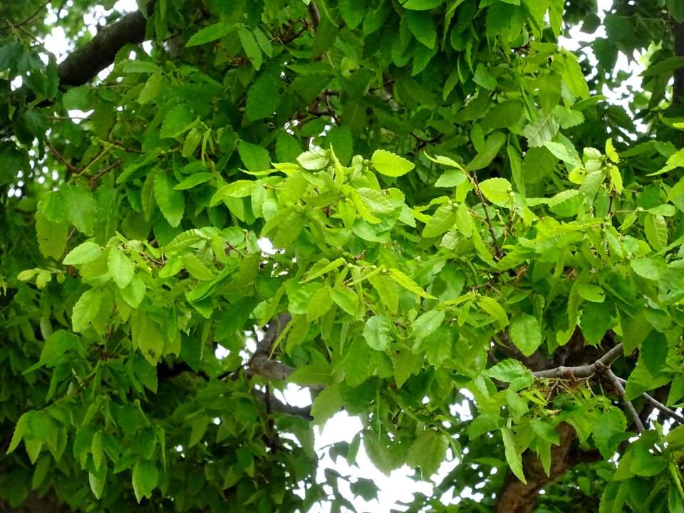 Orme de Sibérie, Ulmus pumila, Ulmacées 