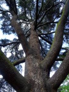 Tronc et branches du Cèdre du Liban, Cedrus libani, Pinacé… 