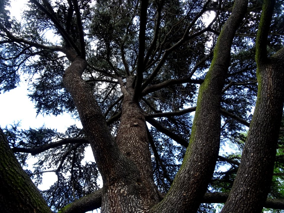 Tronc et branches du Cèdre du Liban, Cedrus libani, Pinacé… 