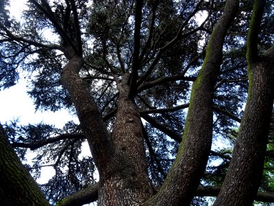 Tronc et branches du Cèdre du Liban, Cedrus libani, Pinacé… 