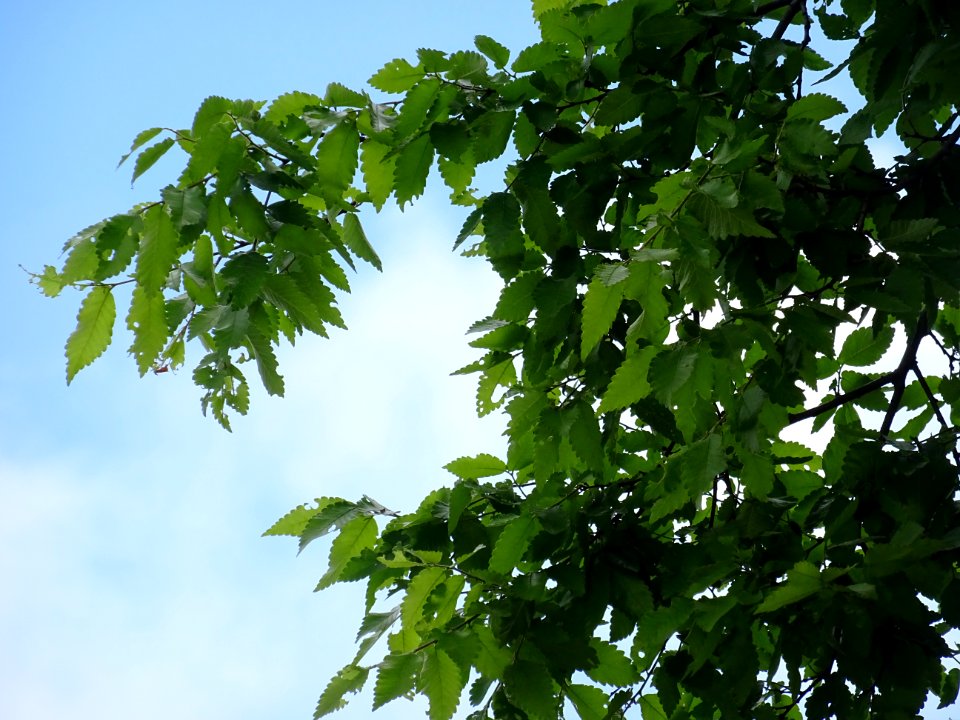 Orme de Sibérie, Ulmus pumila, Ulmacées 