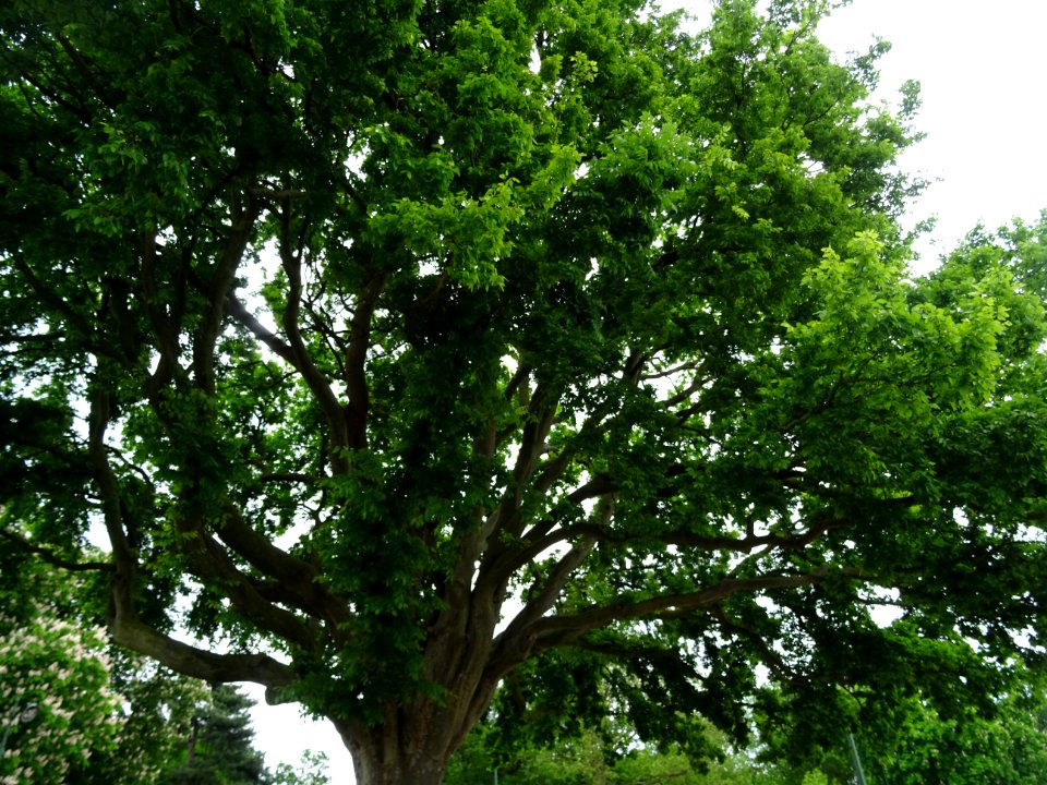 Tronc et branches de l'Orme de Sibérie, Ulmus pumila, Ulma… 