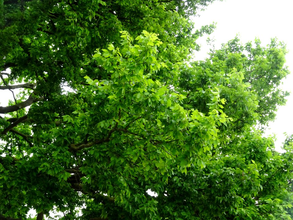 Orme de Sibérie, Ulmus pumila, Ulmacées 