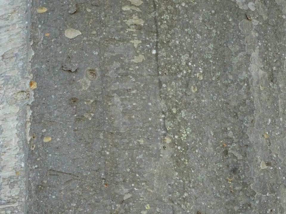 Ecorce de l'Orme de Sibérie, Ulmus pumila, Ulmacées 