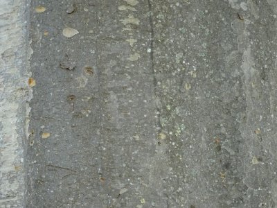Ecorce de l'Orme de Sibérie, Ulmus pumila, Ulmacées 