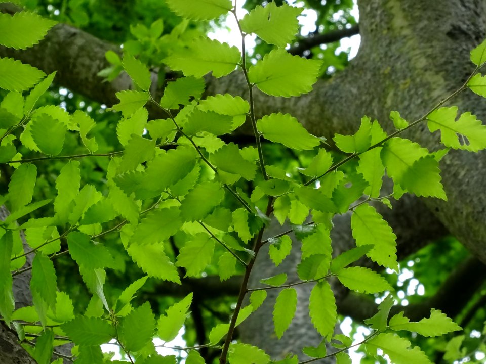 Orme de Sibérie, Ulmus pumila, Ulmacées 