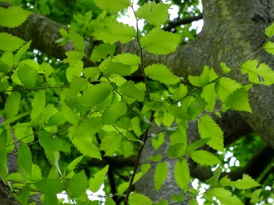 Orme de Sibérie, Ulmus pumila, Ulmacées 