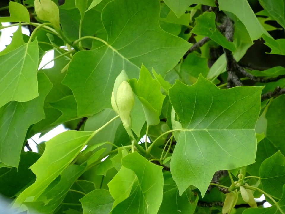 Feuilles et bourgeon floral du Tulipier, Liriodendron tuli… 