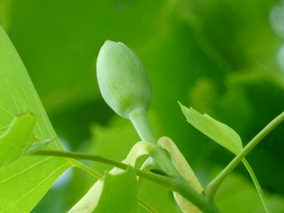 Bourgeon floral du Tulipier, Liriodendron tulipifera, Magn… 