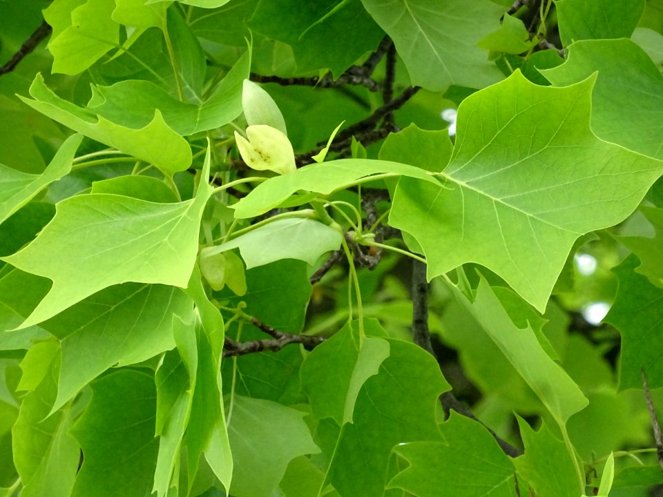 Feuilles et bourgeon floral du Tulipier, Liriodendron tuli… 