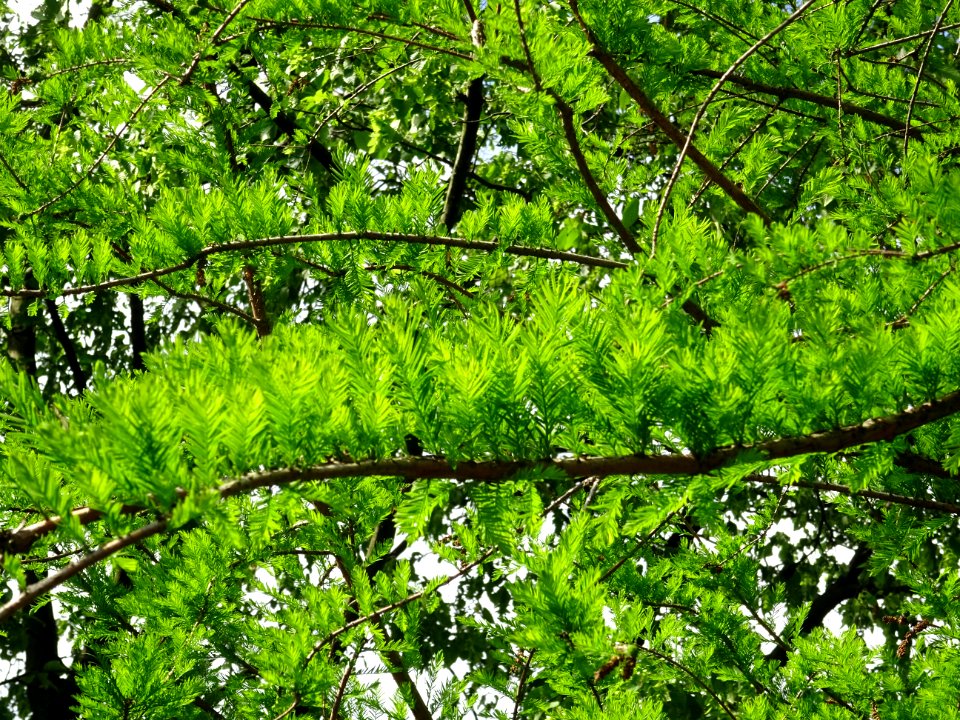 Rameaux feuillus de Cyprès chauve des marécages, Taxodium … 