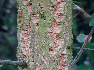 Ecorce du Chêne-liège, Quercus suber, Fagacées 