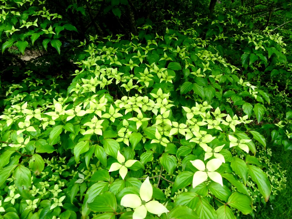 Cornouiller du Japon ou Cornouiller à fleurs, Cornus kousa… 