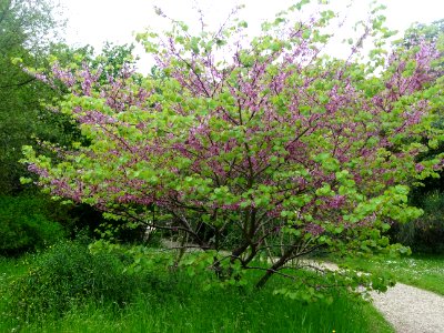 Arbre de Judée, Cercis siliquastrum, Césalpinacées 