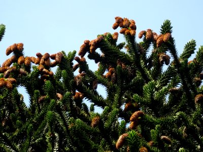 Araucaria du Chili, Araucaria araucana, Araucariacées 