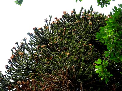 Araucaria du Chili, Araucaria araucana, Araucariacées 