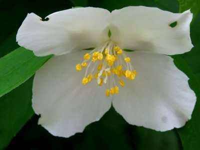 Jasmin des poètes ou Seringa commun, Philadelphus coronari… 