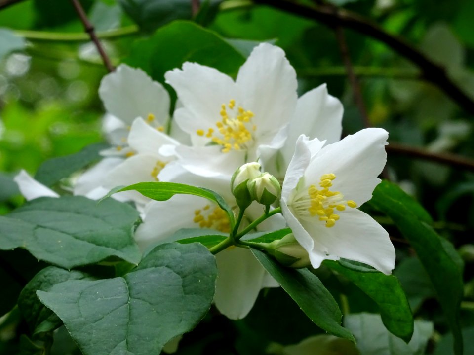 Jasmin des poètes ou Seringa commun, Philadelphus coronari… 