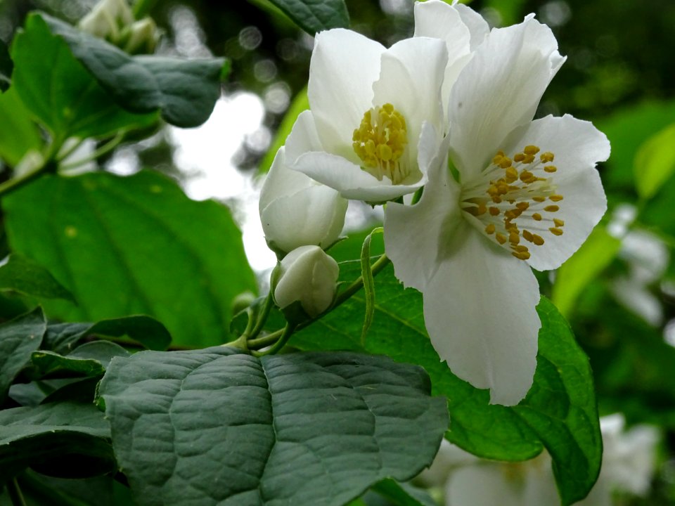 Jasmin des poètes ou Seringa commun, Philadelphus coronari… 