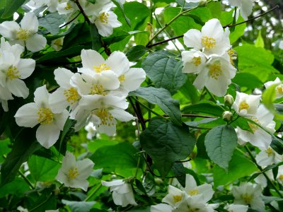 Jasmin des poètes ou Seringa commun, Philadelphus coronari… 