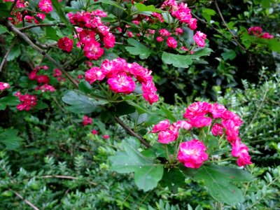 Aubépine à deux styles var. rose, Crataegus laevigata rose… 