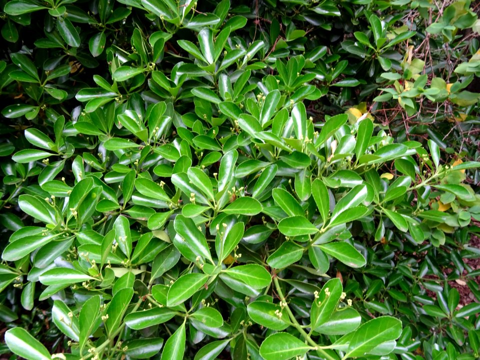 Fusain du Japon, Euonymus japonicus, Célastracées 