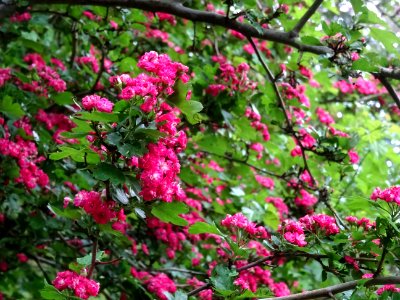 Aubépine à deux styles var. rose, Crataegus laevigata rose… 