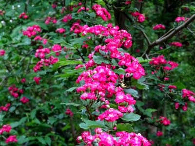 Aubépine à deux styles var. rose, Crataegus laevigata rose… 