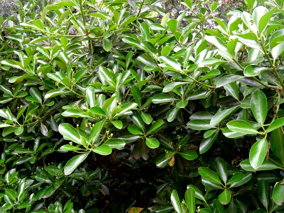 Fusain du Japon, Euonymus japonicus, Célastracées 