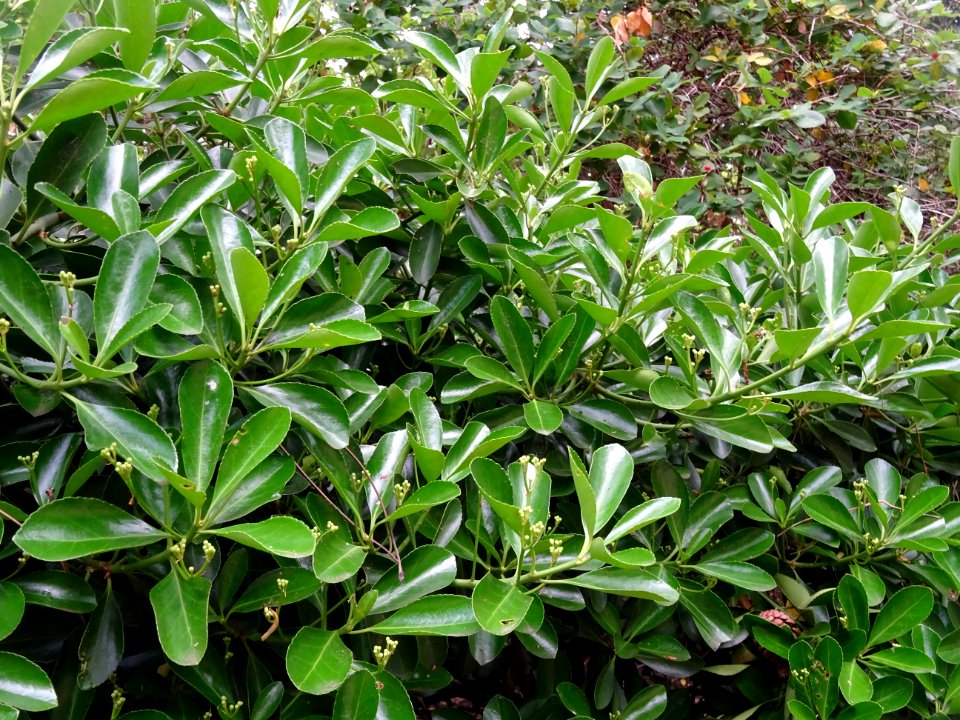 Fusain du Japon, Euonymus japonicus, Célastracées 