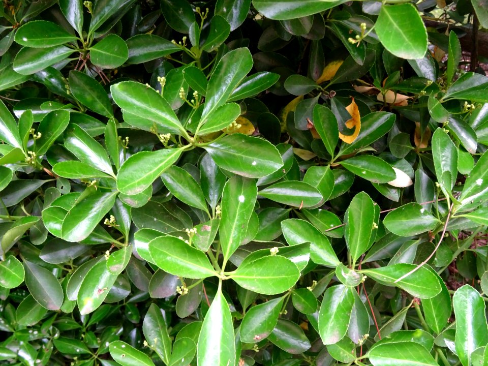 Fusain du Japon, Euonymus japonicus, Célastracées 