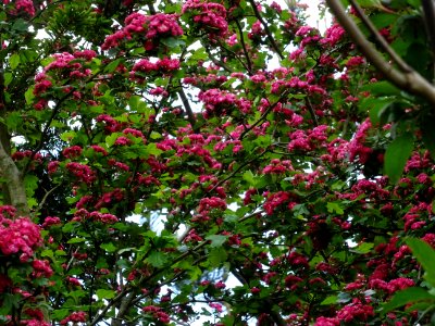 Aubépine à deux styles var. rose, Crataegus laevigata rose… 