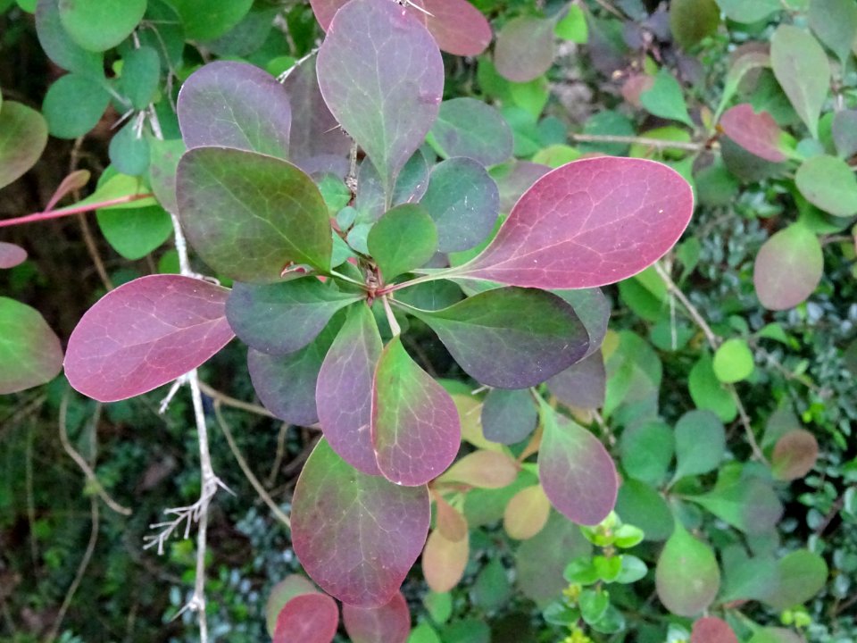 Epine-vinette de Thunberg, Berberis thunbergii, Berberidac… 