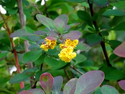 Fleurs de l'Epine-vinette de Thunberg, Berberis thunbergii… 