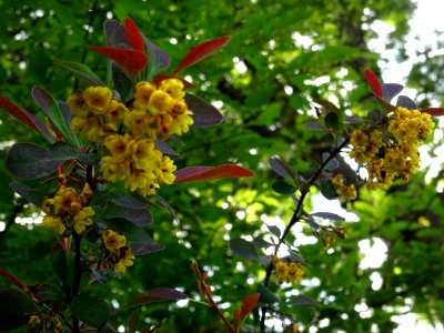 Fleurs de l'Epine-vinette de Thunberg, Berberis thunbergii… 