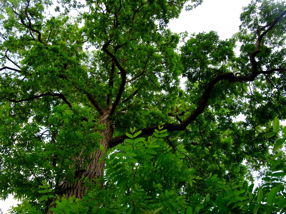 Feuilles et tronc du Ptérocaryer du Caucase, Pterocarya fr… 