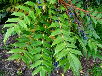Baies bleues de l'an dernier du Mahonia bealei, Mahonia be… 