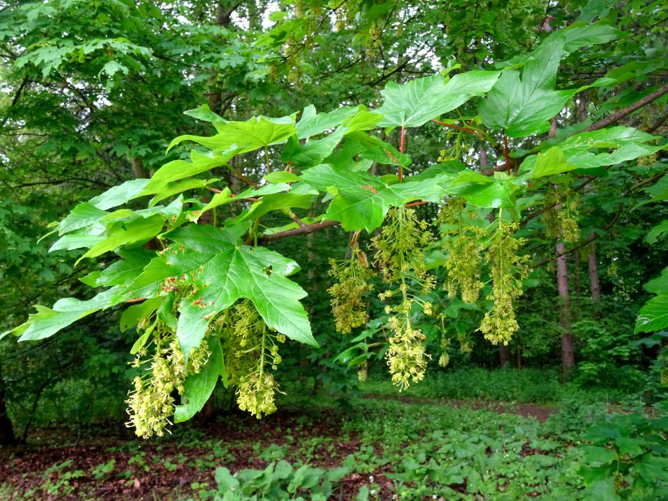 Feuilles et grappes de fleurs, Erable sycomore, Acer pseud… 